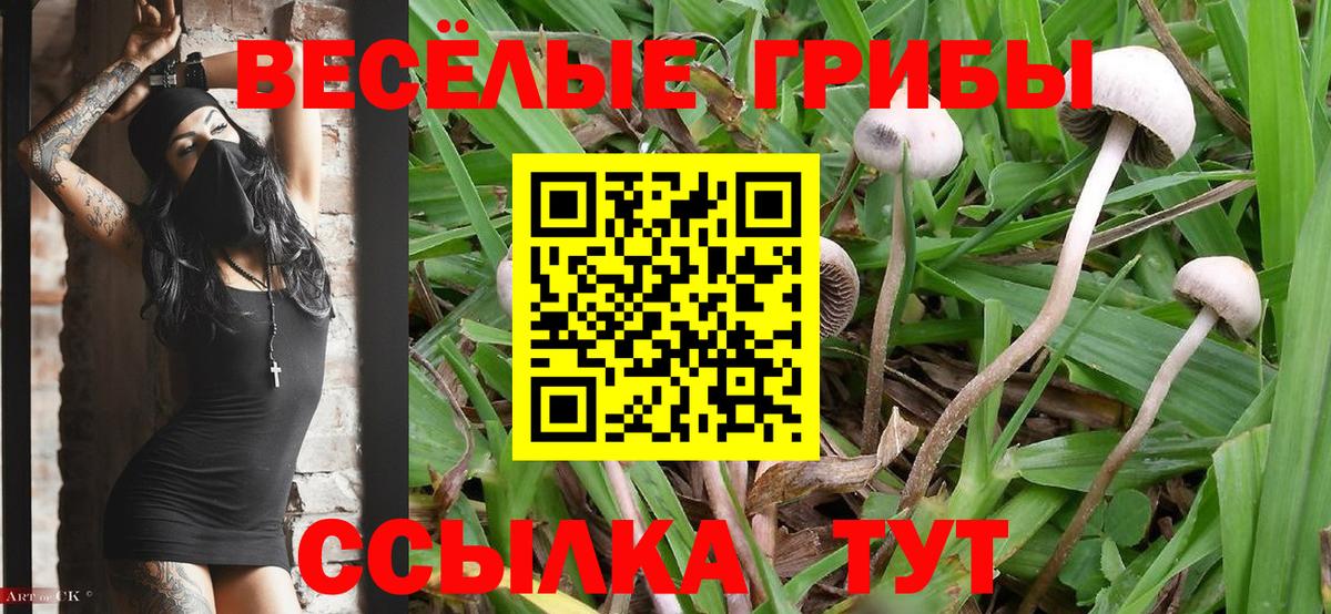 Галлюциногенные грибы Cubensis  Псилоцибиновые грибы ЛСД  Вход с VPN  Шелехов 